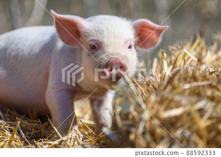Piglet on hay and straw at pig breeding farm 88592333
