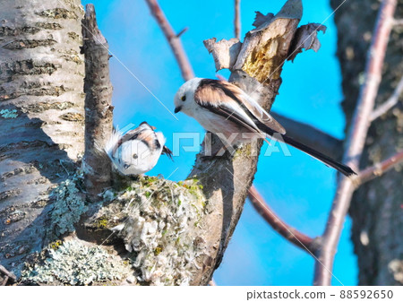 Snow Fairy Pair of Long-tailed Tit 88592650