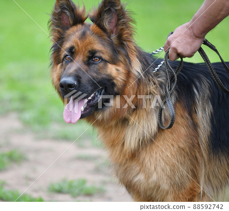 Dog breed German Shepherd 88592742