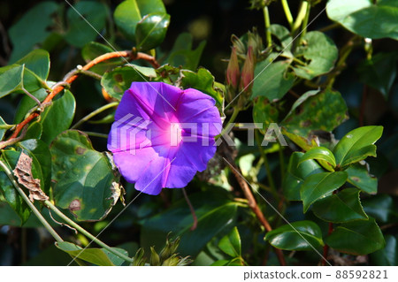 藍色黎明花02 藍色黎明花02 88592821