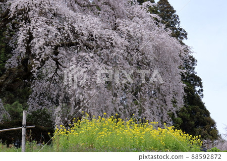垂枝櫻花(高知縣禦宿川町中越家) 垂枝櫻花(高知縣禦宿川町中越家) 88592872