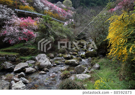 Kuki Kami, the murmuring of the clear stream (Niyodogawa Town, Kochi Prefecture) Kuki Kami, the murmuring of the clear stream (Niyodogawa Town, Kochi Prefecture) 88592873
