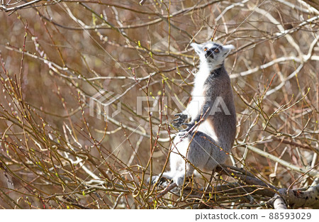 Ring tailed lemur (Lemur catta) Ring tailed lemur (Lemur catta) 88593029