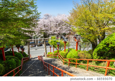 Adachiyama Myokengu Shrine and cherry blossom scenery Kitakyushu City, Fukuoka Prefecture Adachiyama Myokengu Shrine and cherry blossom scenery Kitakyushu City, Fukuoka Prefecture 88593070
