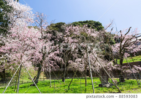 足立山妙見宮和櫻花風景福岡縣北九州市 足立山妙見宮和櫻花風景福岡縣北九州市 88593083