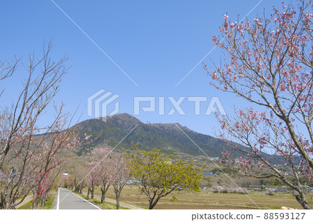 A row of cherry blossom trees, Mt. Tsukuba and Tsukuba Cycling Road A row of cherry blossom trees, Mt. Tsukuba and Tsukuba Cycling Road 88593127