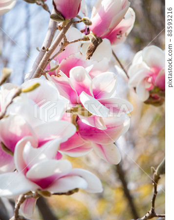 Magnolia 88593216