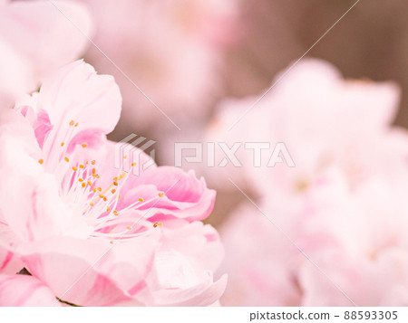 一種罕見的櫻花狀花朵，以兩種顏色代替粉紅色和白色盛開，源平盛開的花桃 88593305