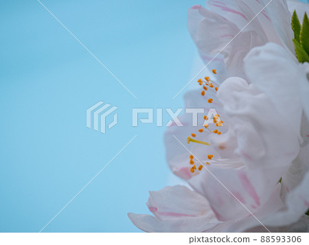 一種罕見的櫻花狀花朵，以兩種顏色代替粉紅色和白色盛開，源平盛開的花桃 88593306