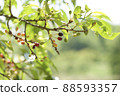 Cherry blossom 88593357