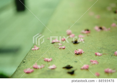 Falling pink petals on a park bench in a rainy summer 88593478