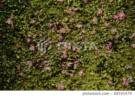 Pink petals falling on the dirt floor in rainy summer 88593479