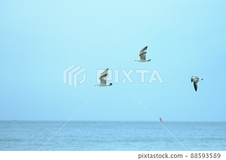 Blue sky and sea waterfowl Several seagulls wild birds flying in flocks 88593589