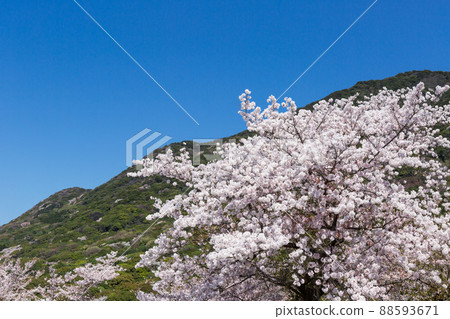 Scenery of cherry blossoms in front of Myoken Shrine, Adachiyama, Kitakyushu City, Fukuoka Prefecture Scenery of cherry blossoms in front of Myoken Shrine, Adachiyama, Kitakyushu City, Fukuoka Prefecture 88593671