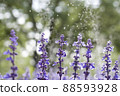 Blue salvia bathing in water 88593928