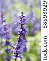 Blue salvia bathing in water 88593929