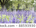 Blue salvia bathing in water 88593930