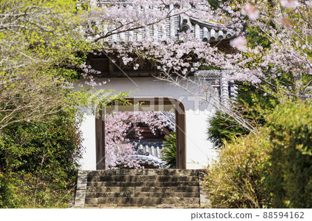 小川寺內盛開的櫻花 小川寺內盛開的櫻花 88594162
