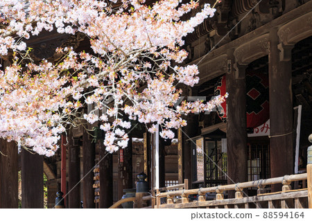 小川寺內盛開的櫻花 88594164