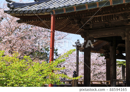 小川寺內盛開的櫻花 小川寺內盛開的櫻花 88594165