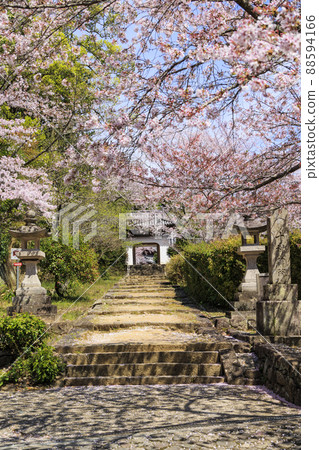 小川寺內盛開的櫻花 小川寺內盛開的櫻花 88594166