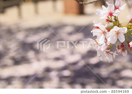 小川寺內盛開的櫻花 88594169