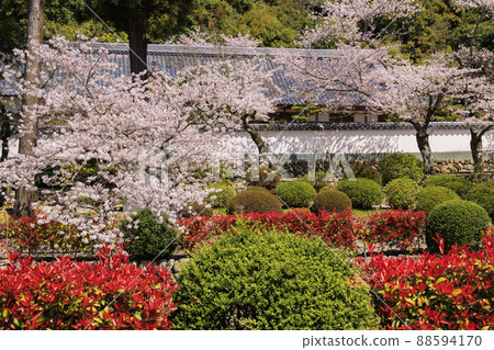 小川寺內盛開的櫻花 小川寺內盛開的櫻花 88594170