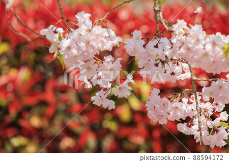 小川寺內盛開的櫻花 88594172