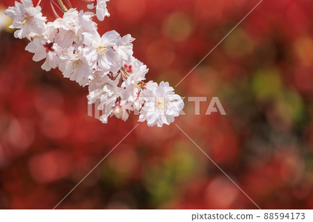 小川寺內盛開的櫻花 88594173