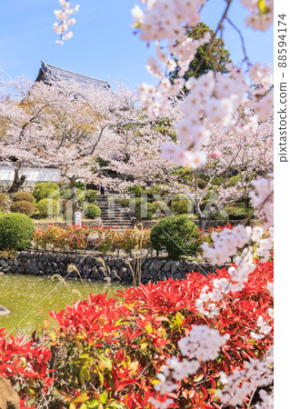 小川寺內盛開的櫻花 88594174