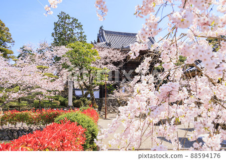 小川寺內盛開的櫻花 88594176