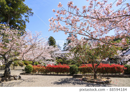 Cherry blossoms in full bloom in the precincts of Kokawa-dera 88594184