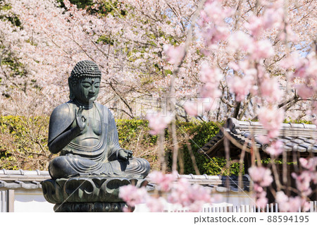 小川寺內盛開的櫻花 小川寺內盛開的櫻花 88594195