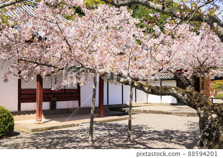 Cherry blossoms in full bloom in the precincts of Kokawa-dera 88594201
