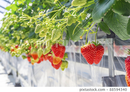 Strawberry farm and fruitful strawberries 88594340