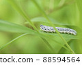 Hibachi larva 88594564