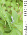 Hibachi larva 88594571