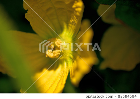 Pumpkin flower 88594594