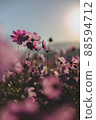 早晨露水波斯菊 88594712