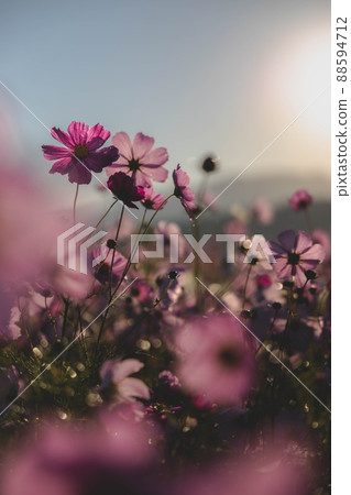 早晨露水波斯菊 88594712