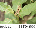 Up of Patanga japonica 88594900
