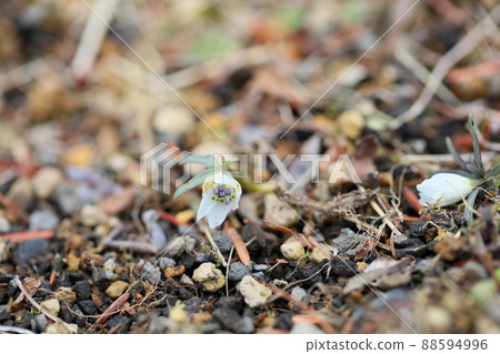 Rhubarb flowers 88594996