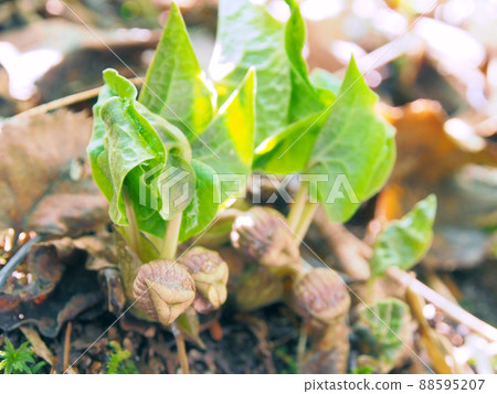 Medicinal herb, wild ginger bud (like a lips mark) Medicinal herb, wild ginger bud (like a lips mark) 88595207