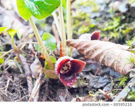 Medicinal herb, wild ginger Medicinal herb, wild ginger 88595210
