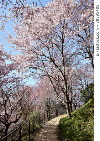 Omiwa Forest [Sakurai City, Nara Prefecture] 88595485