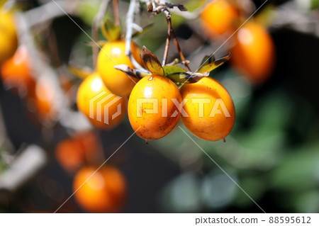 Old persimmon in the sun 88595612