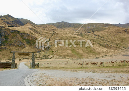 我去了新西蘭的卡德羅納 88595613