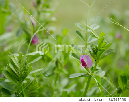 Vetch 1 flower Vetch 1 flower 88595668