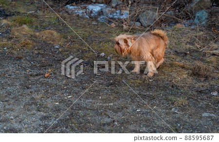 Clean up after your dog's poo. Cute griffon feces. Guessing is not allowed. 88595687