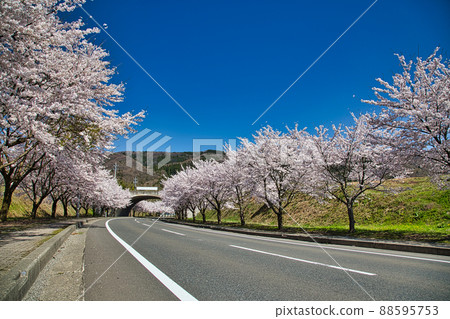 Sakura Sports Park Sakura Sports Park 88595753